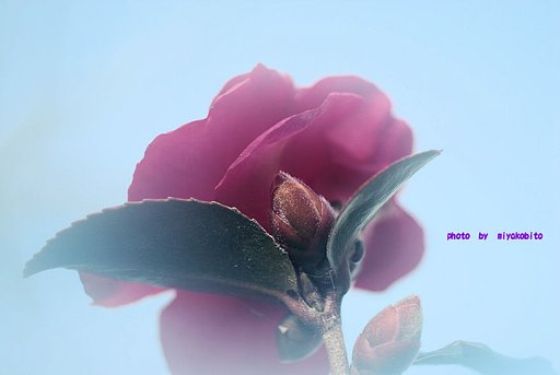 山茶花