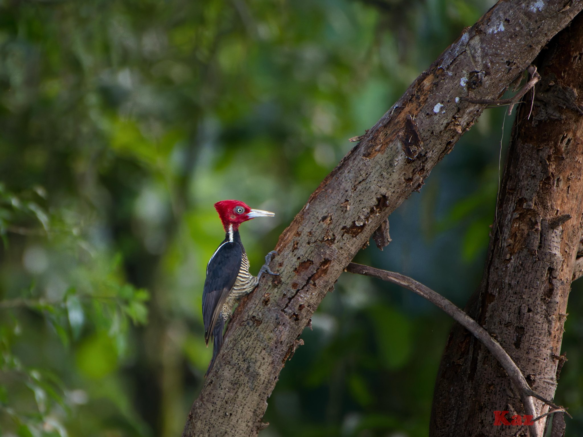 Costa Rica 20