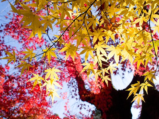 残念な紅葉