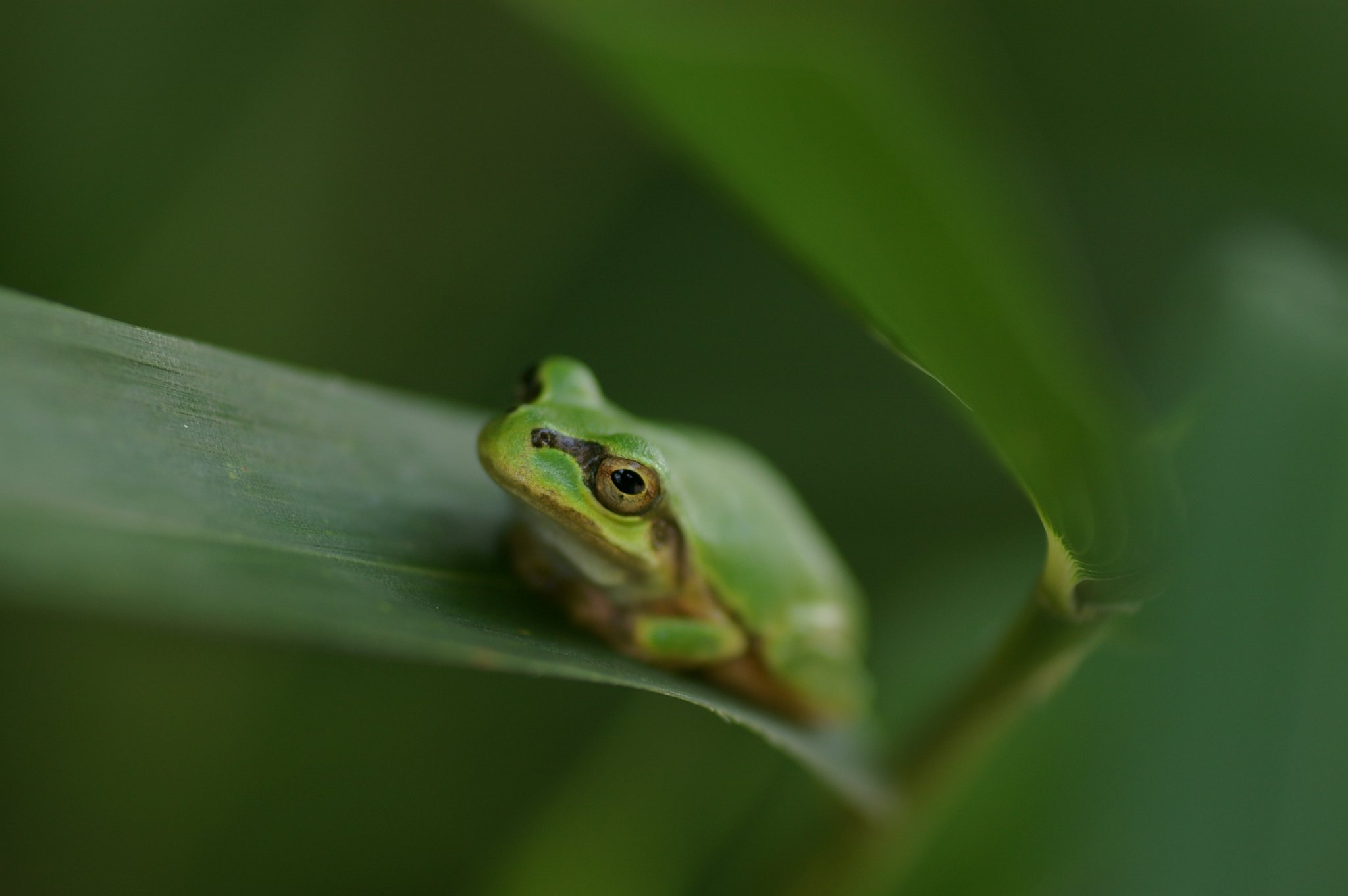 Ever Green