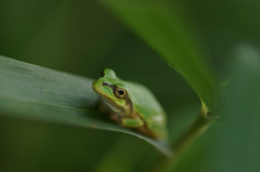 Ever Green