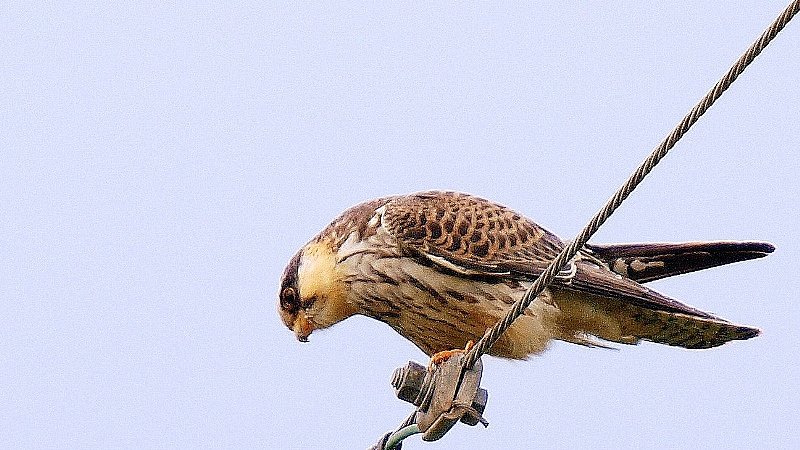 珍鳥”アカアシチョウゲンボウ”