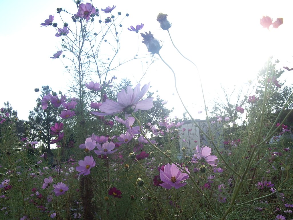 秋桜