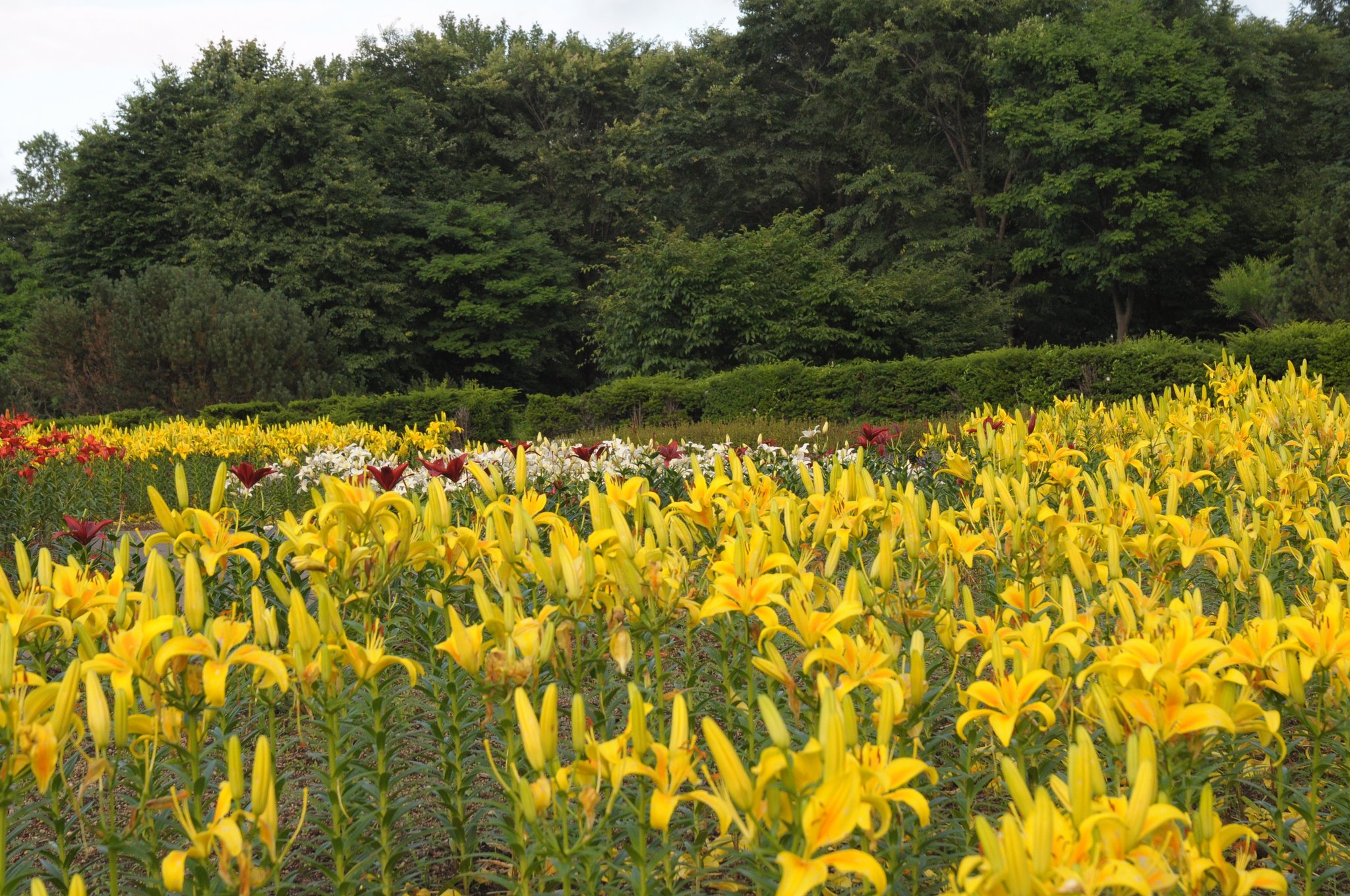 公園