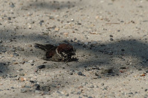 スズメの砂浴び