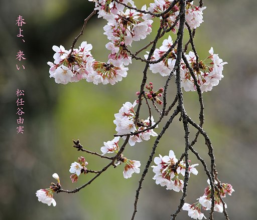 春よ、来い