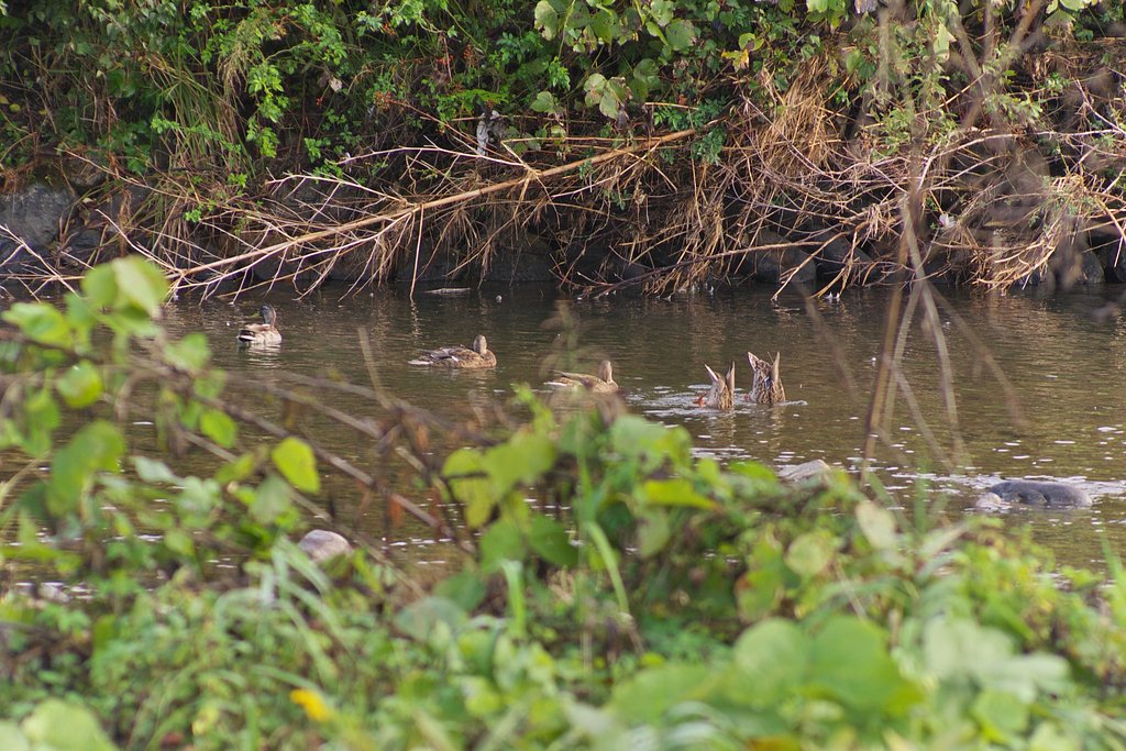 マガモが近くに・・