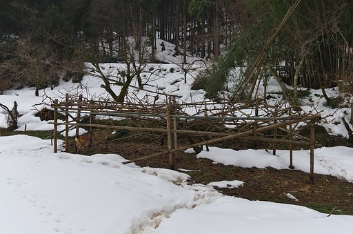 キウイの棚のほしゅう・・