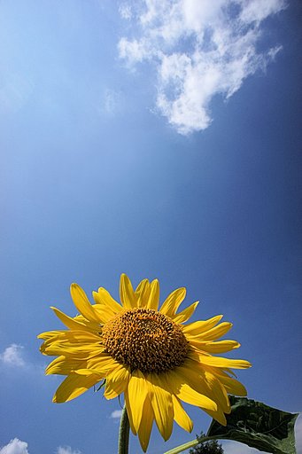 【縦撮り】向日葵