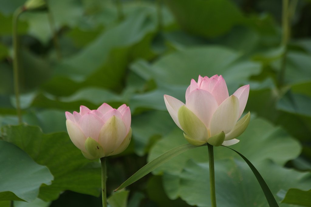 花蓮