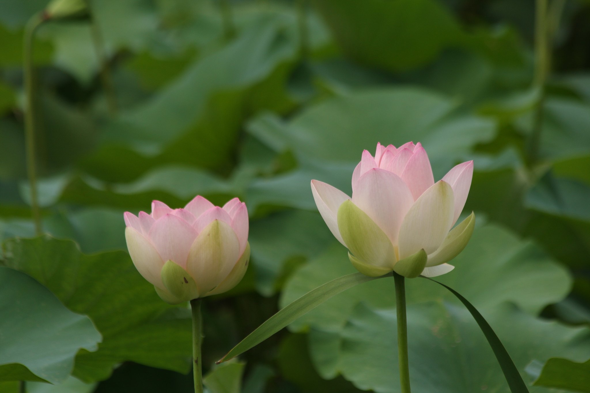 花蓮