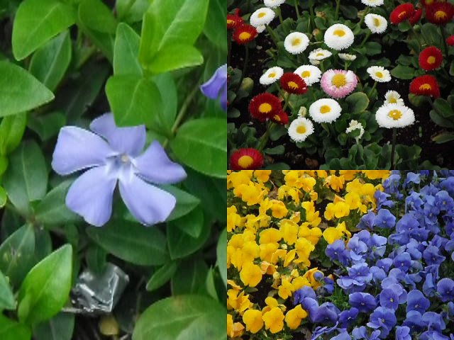 サントリオの花