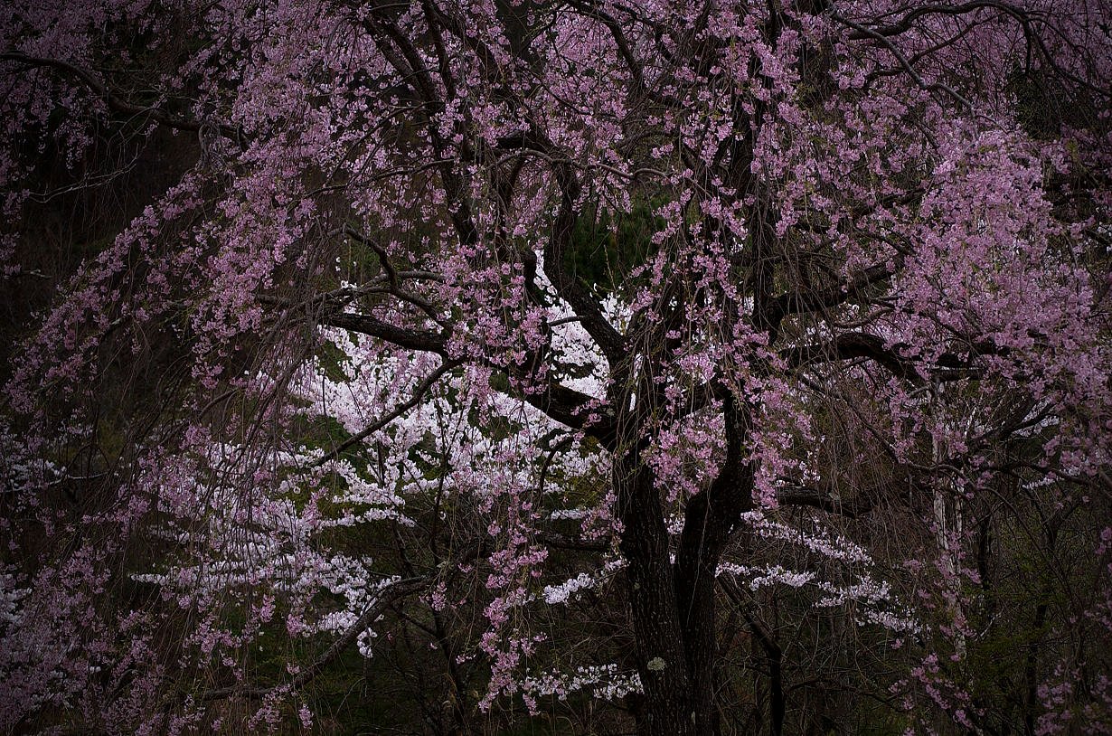 白の存在