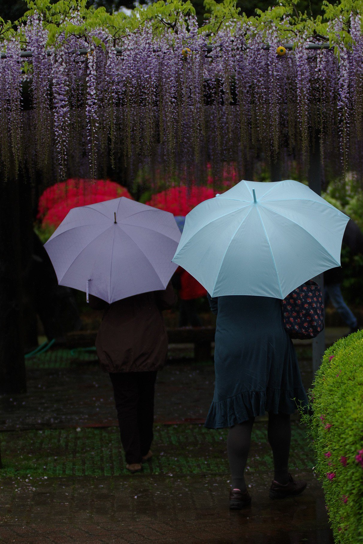 雨に濡れて３