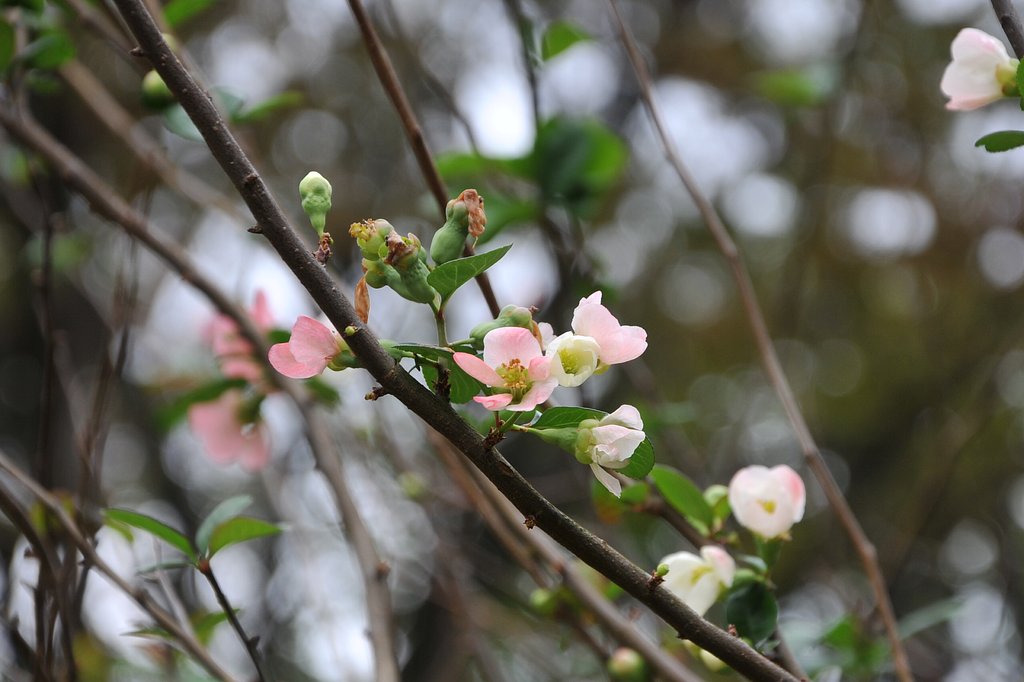 ボケの花・