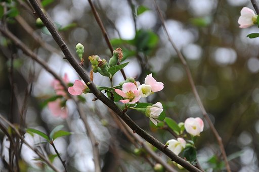 ボケの花・