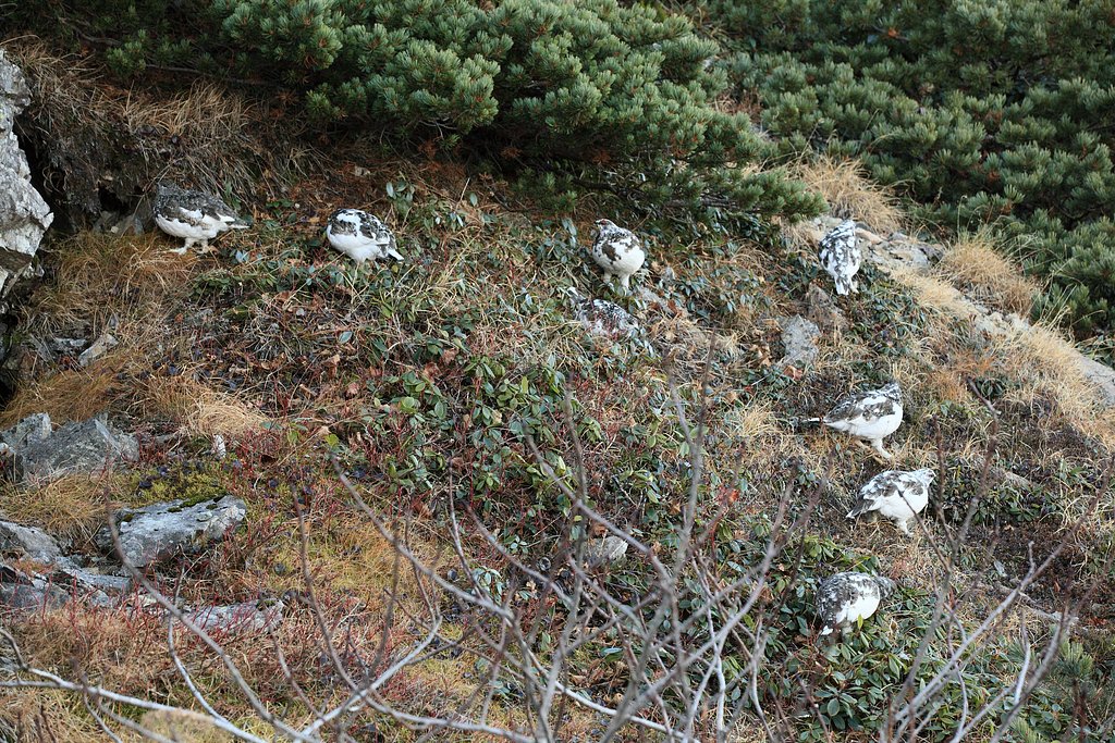 雷鳥の団体