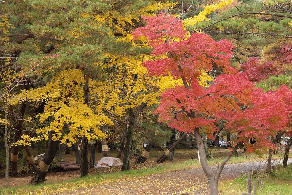 南湖公園の紅葉
