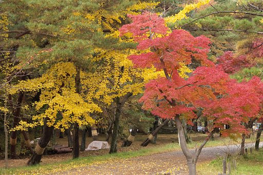 南湖公園の紅葉