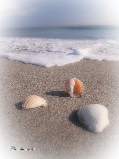 海岸物語