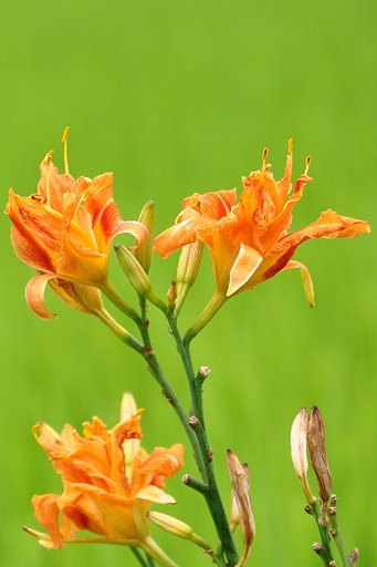 【縦撮り】バス亭脇の花