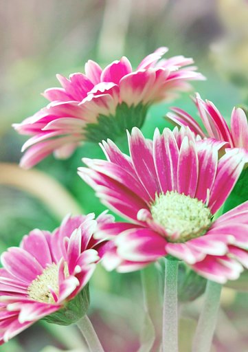 小粋な【紅】花