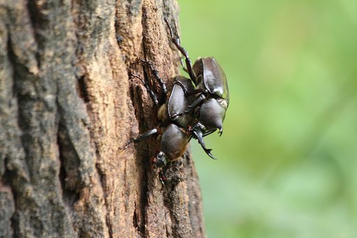カブトムシの交尾