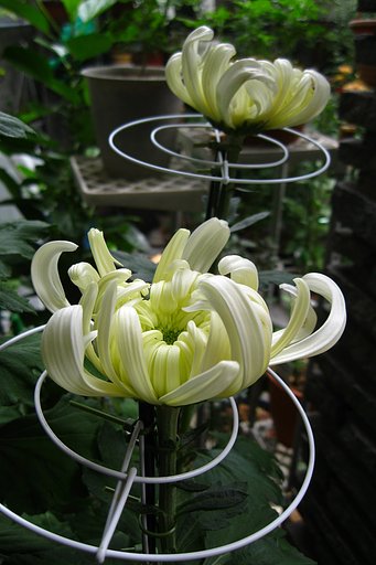 菊開き始め