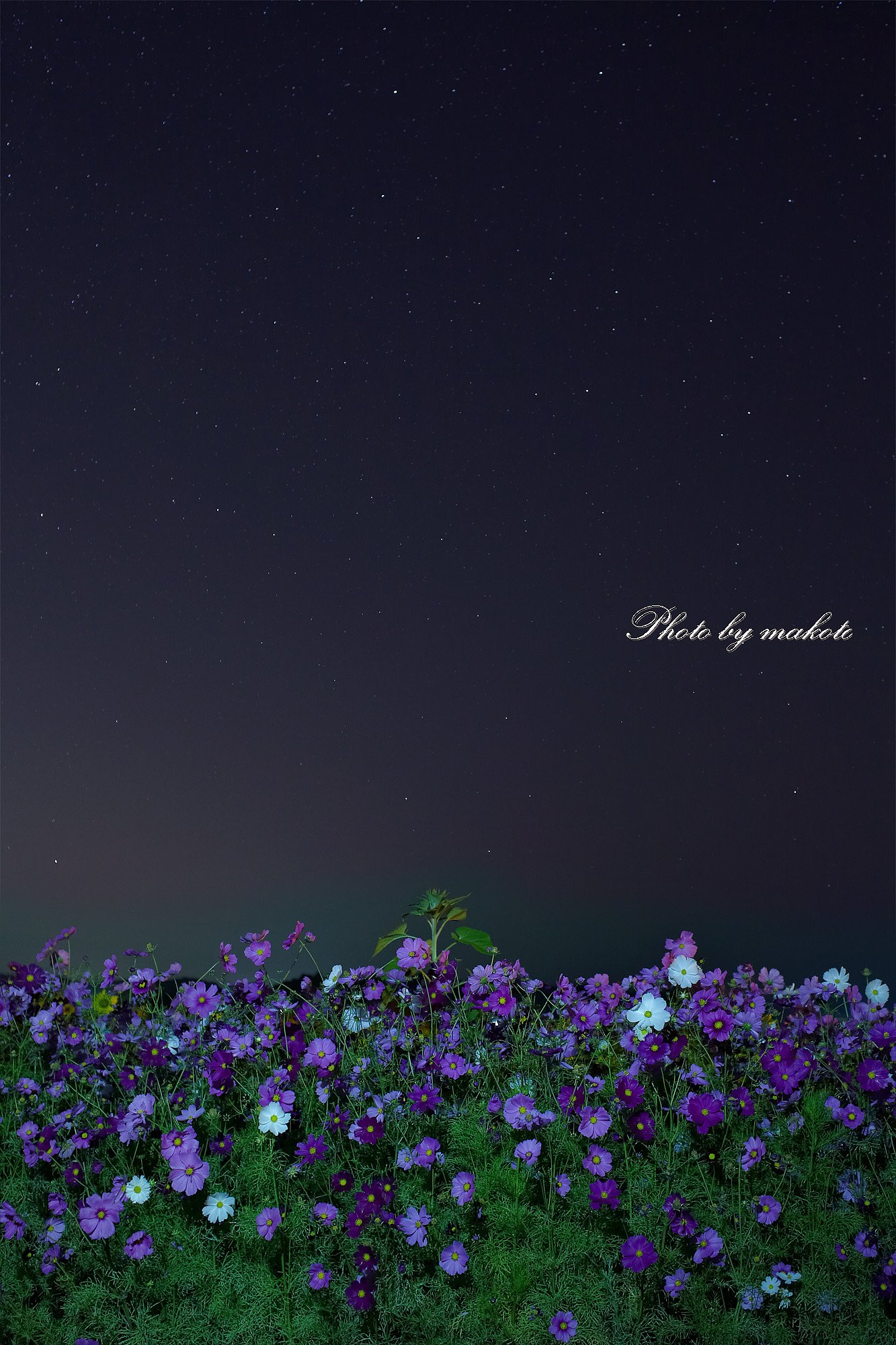 星空のステージ