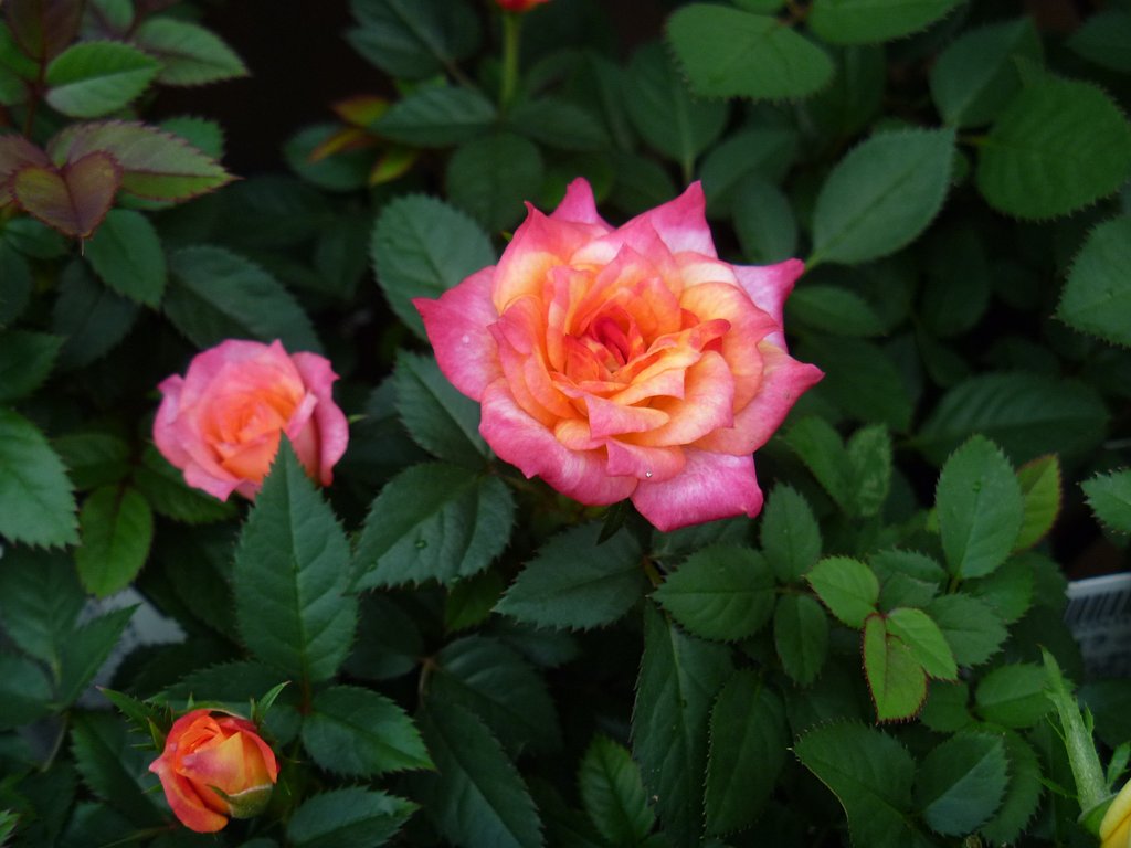 薔薇25