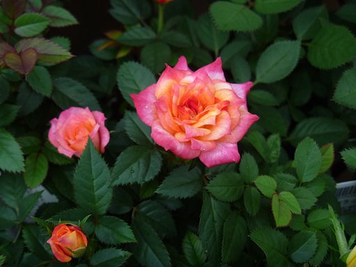 薔薇25
