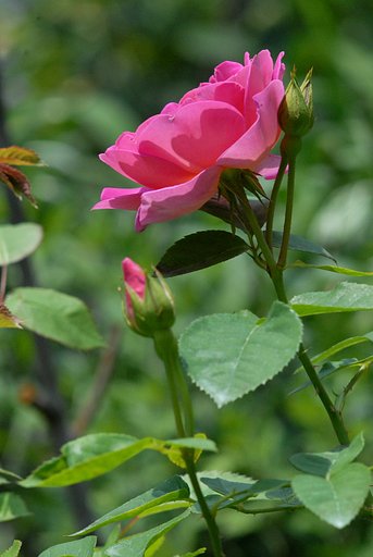 坪庭に咲く花たち