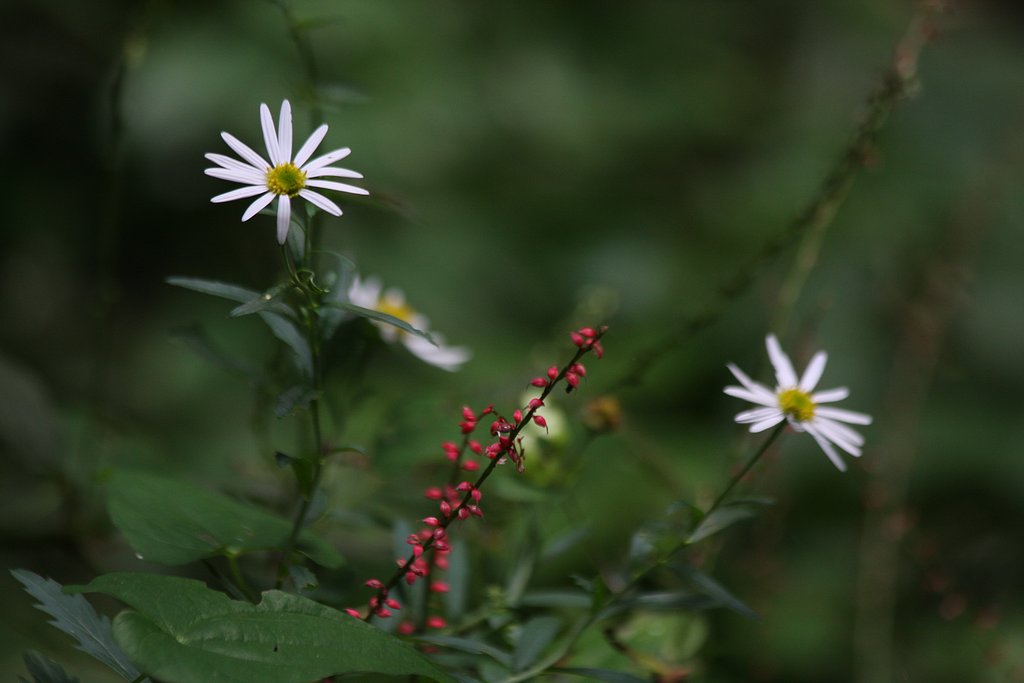 林道に咲く花