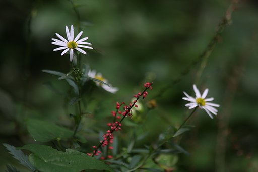 林道に咲く花