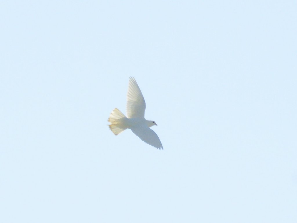 白鳩