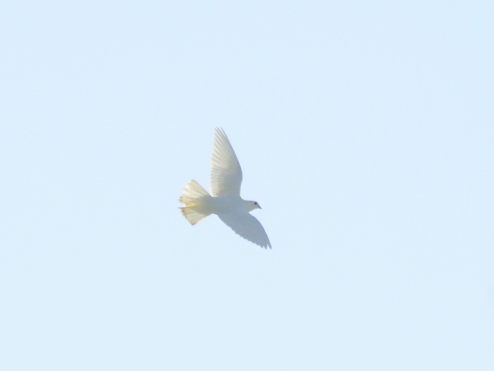 白鳩