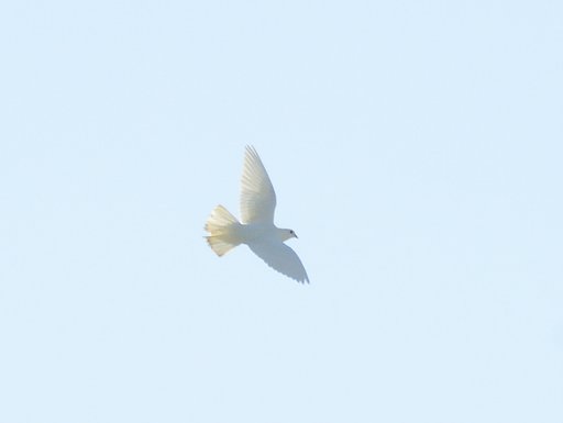 白鳩