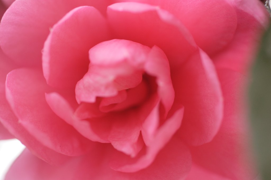 蕊なし山茶花