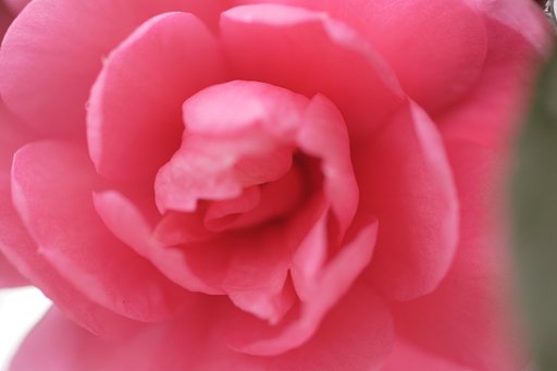 蕊なし山茶花