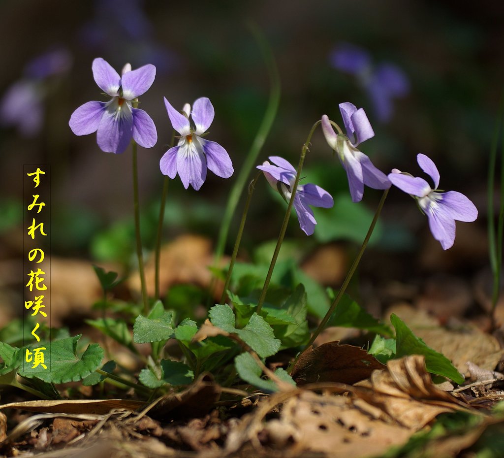 【この一曲】すみれの花咲くころ