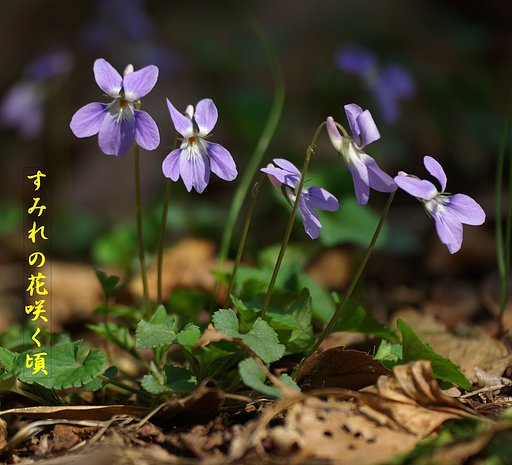 【この一曲】すみれの花咲くころ
