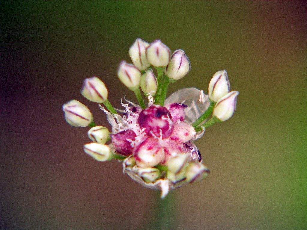 ノビルの花