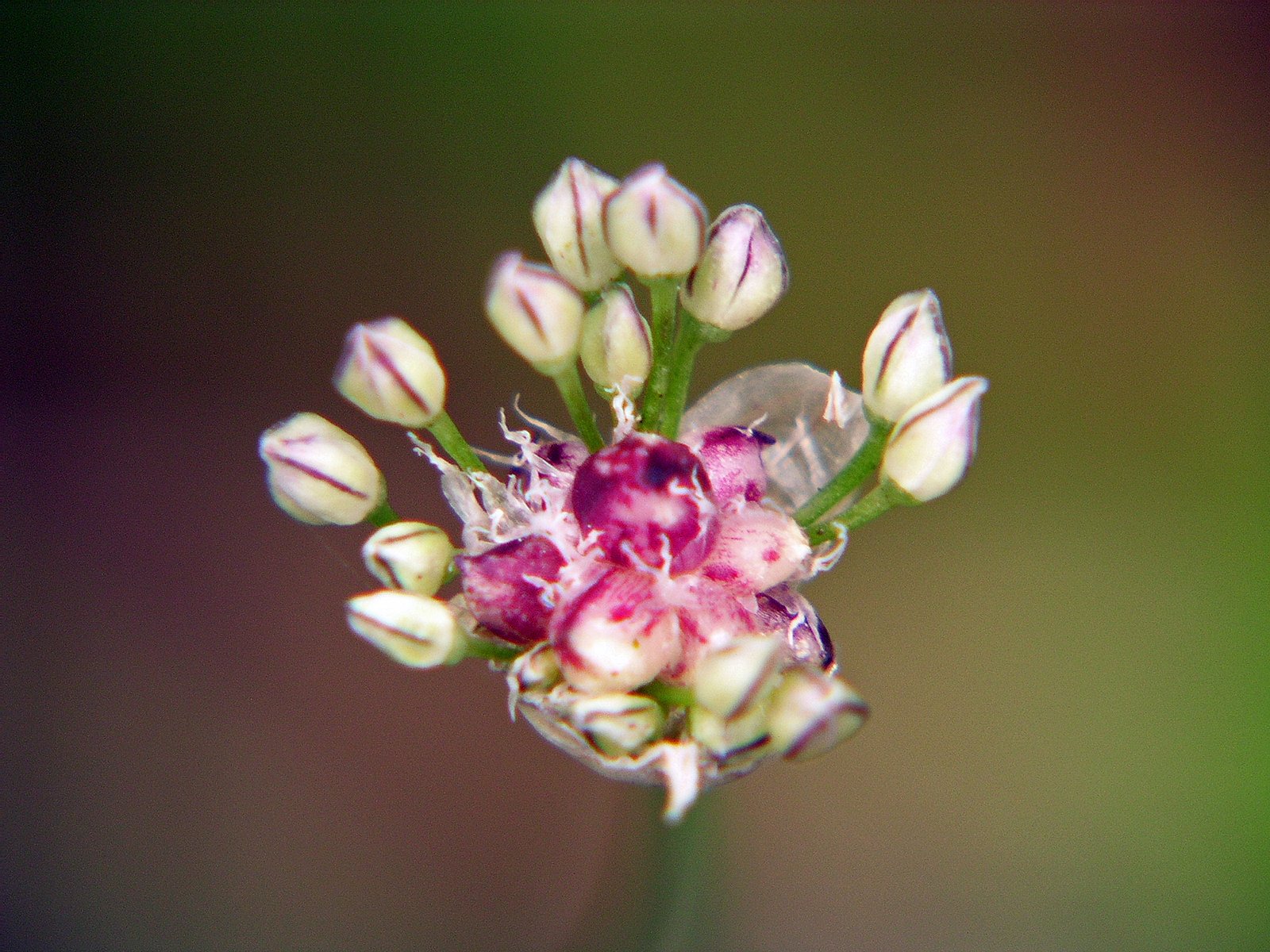 ノビルの花