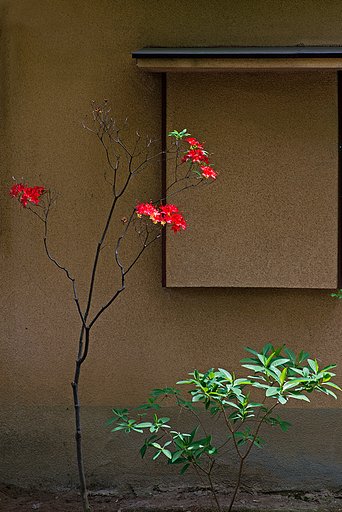 ひっそり艶やか