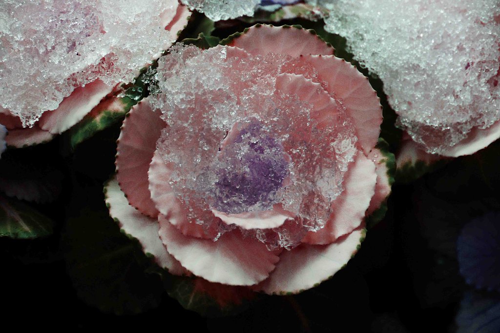 　積雪５mm　（ミニ花きゃべつ）