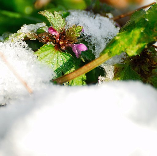 雪の中のホトケノザ　　　