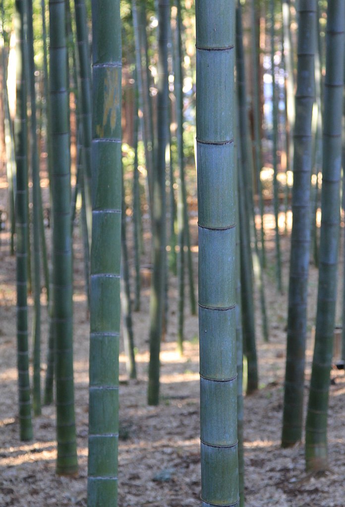 この竹