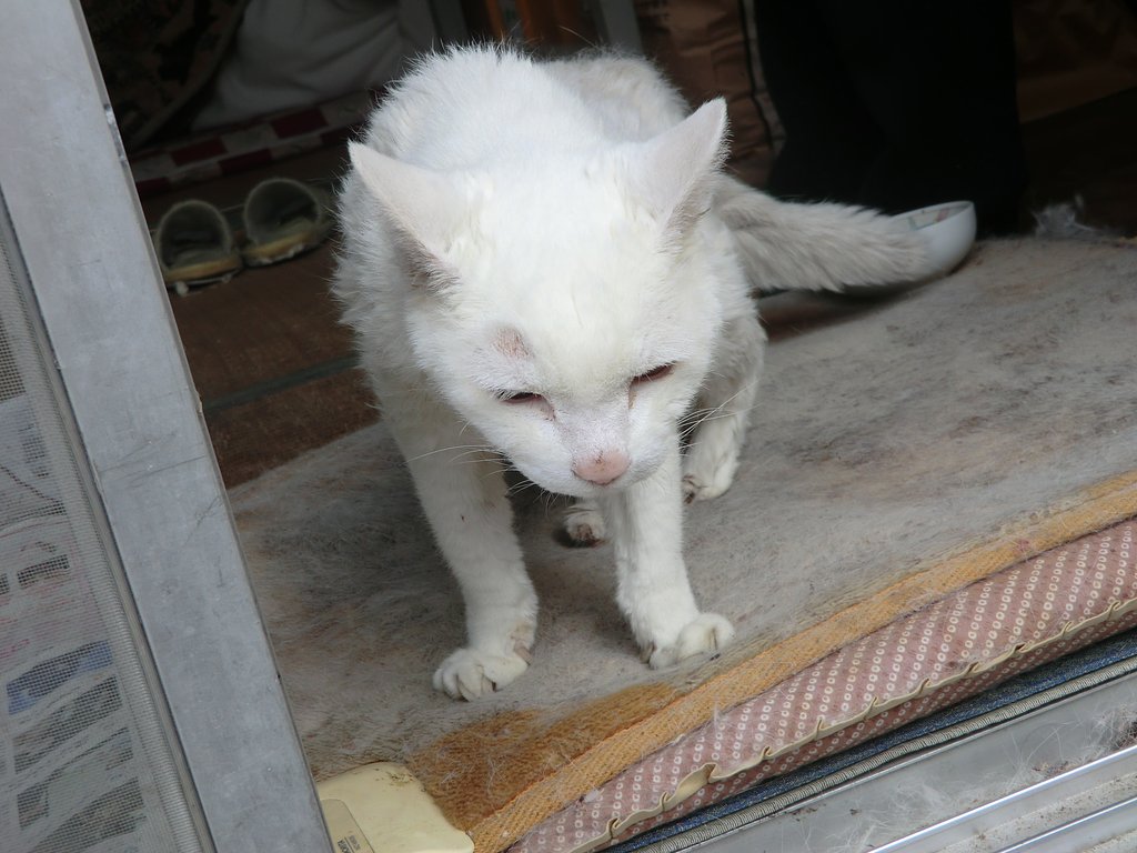 24才の猫