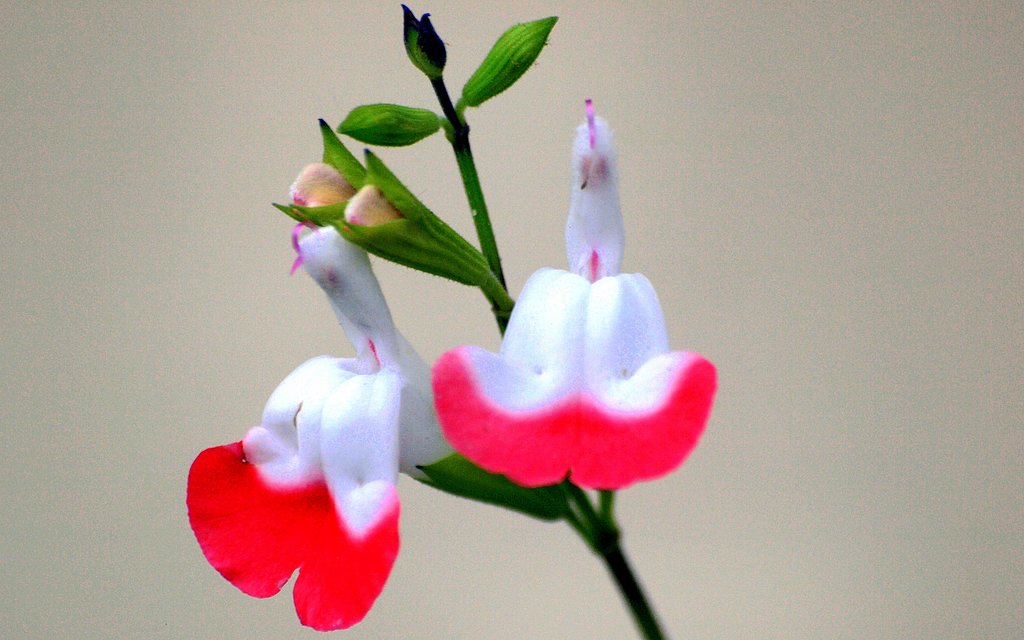 紅白の花