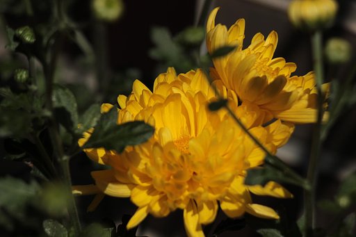 夏菊
